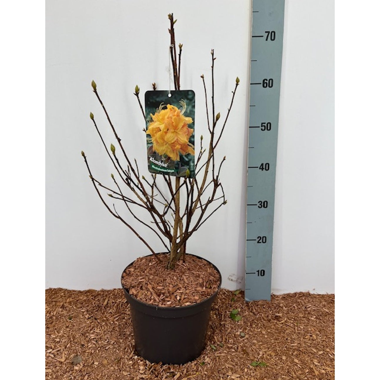 Rhododendron – Rhododendron (AK); 'Klondyke' - C5 30-40 CM